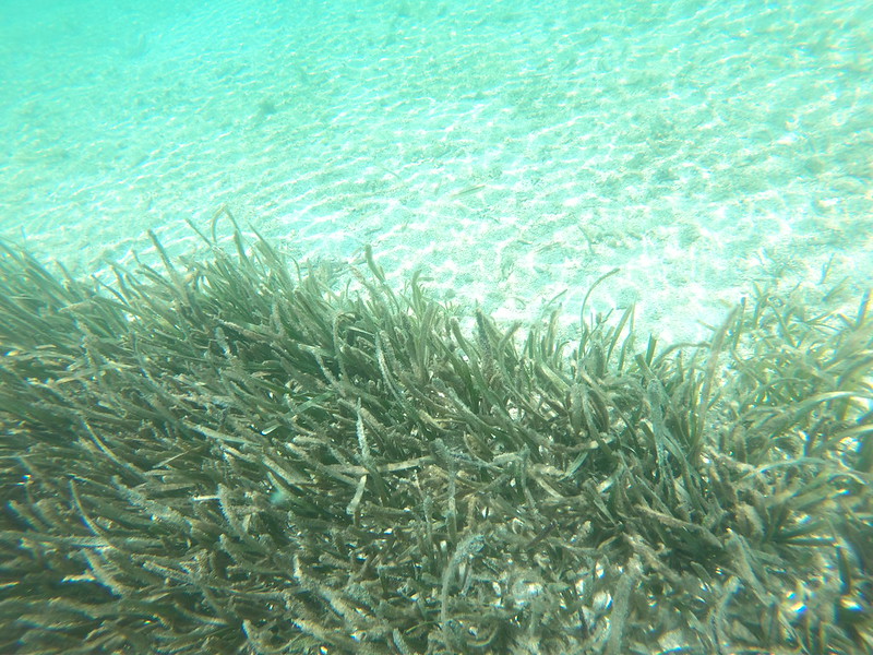 Damaged Seagrass  Science and the Sea