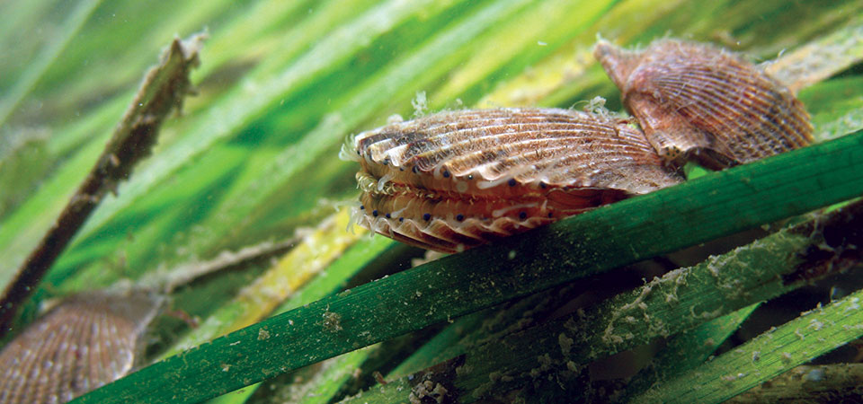 Seagrass scallops