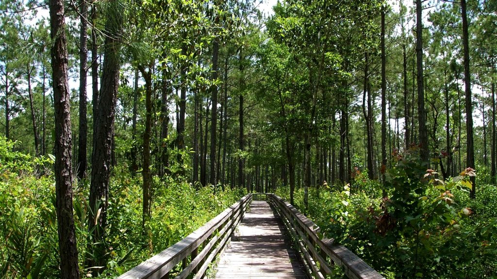 board walk through vegetation