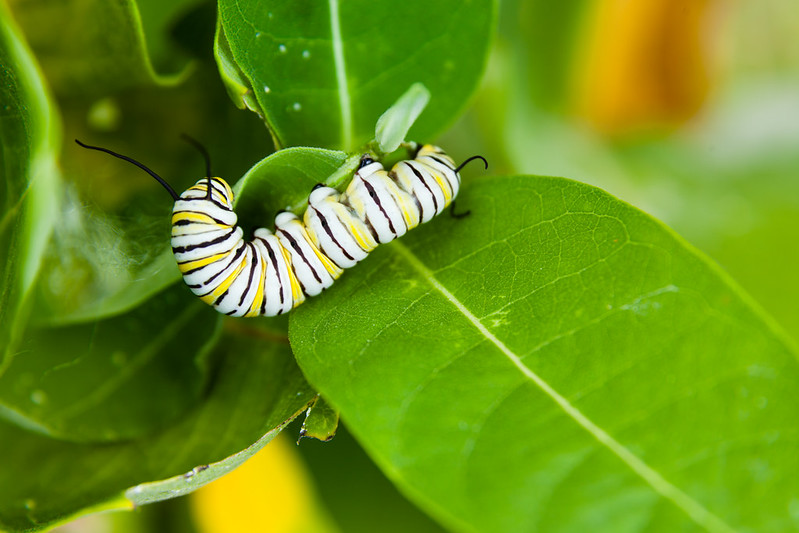 caterpillar on leaf