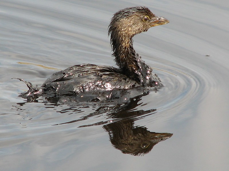 oil covered bird in water