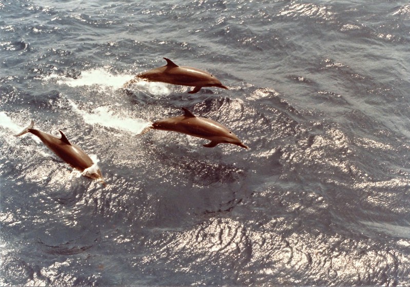 Dolphins jumping out of the water