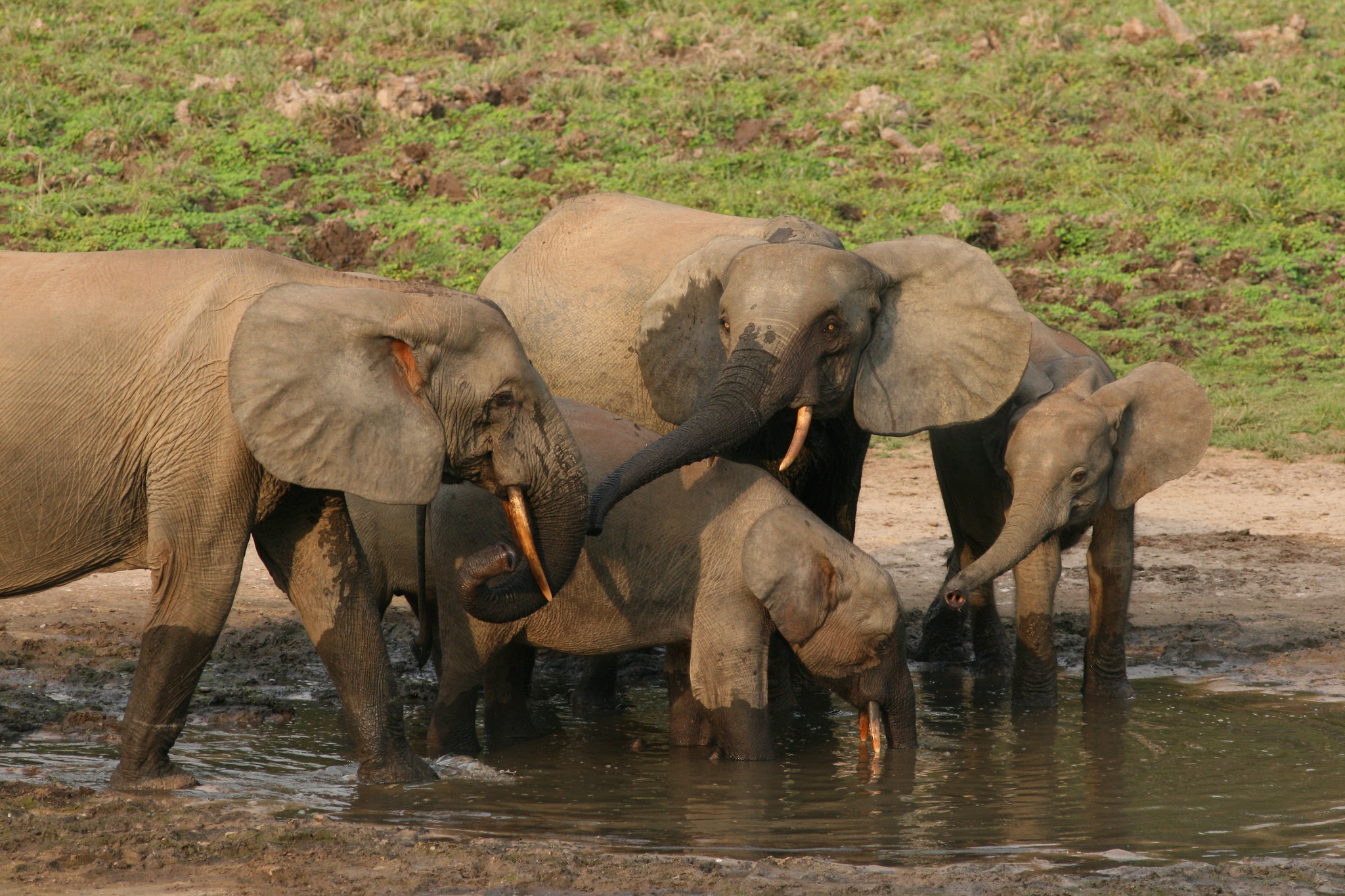 forest elephant predators