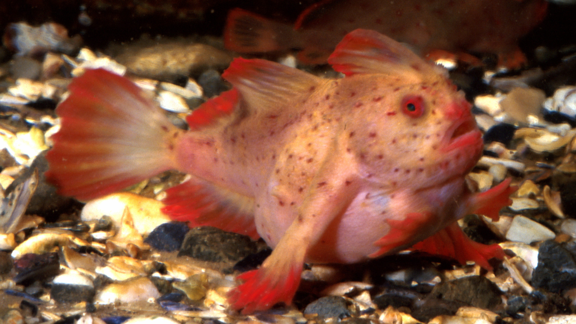 Two newly discovered species of ian fish are facing extinction