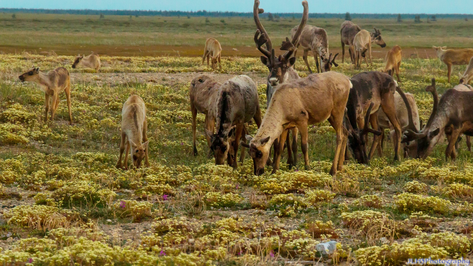 caribou herd