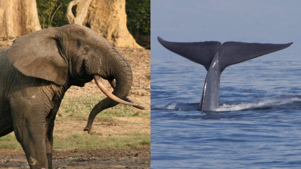Forests elephant blue whale