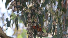 cluster of monarchs on tree