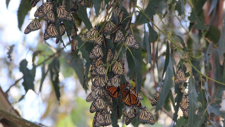 New Clues to Help Monarch Conservation Efforts • The Revelator