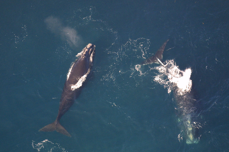 Aerial view of two whales