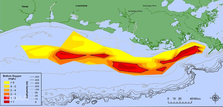 graphic of dead zone across gulf of mexico