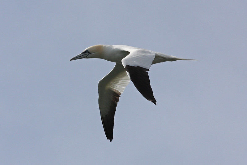 northern gannet flying