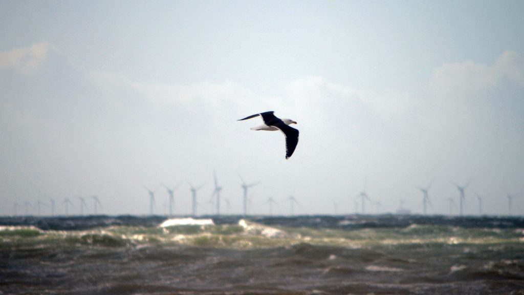 Gull flying with turbines in the background