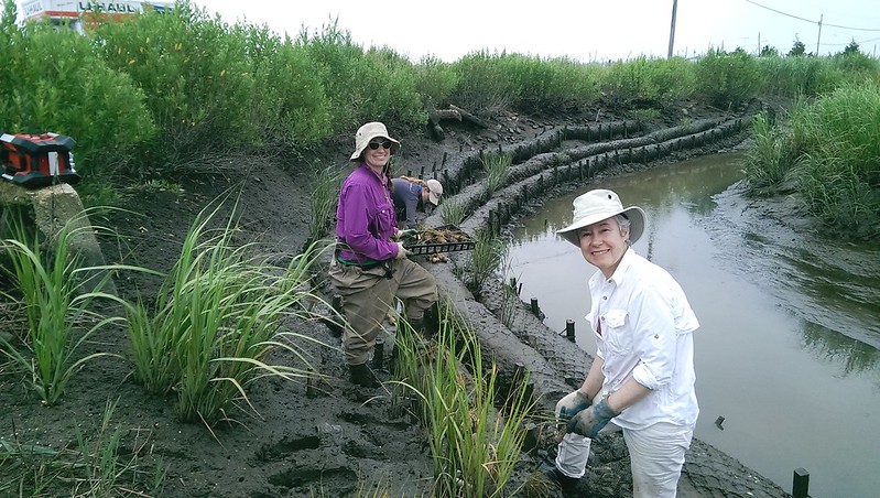 Workers developing living shoreline