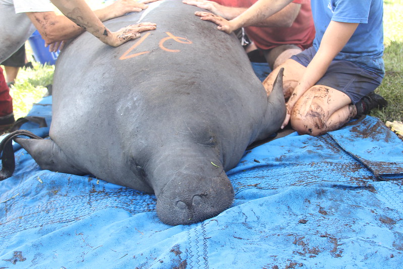 Manatee on land