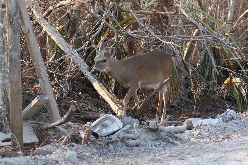 Key deer walking