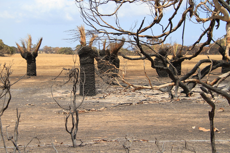 Burned landscape