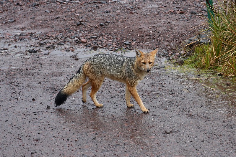 Andean fox