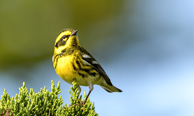 Townsend's warbler