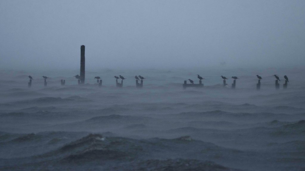 Birds offshore with stormy waters