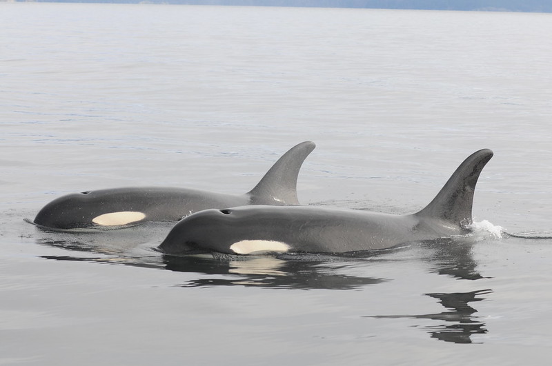 Two Southern Resident killer whales swimming