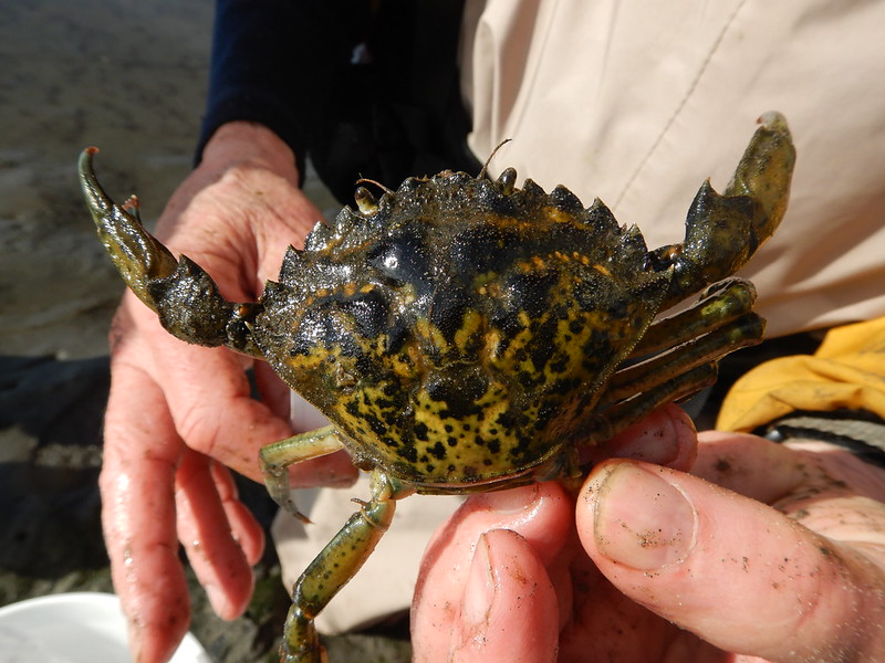 holding a green crab
