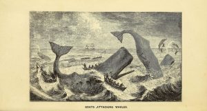 Songs Whales Sing: The Peculiar History of Commercial Whaling • The ...