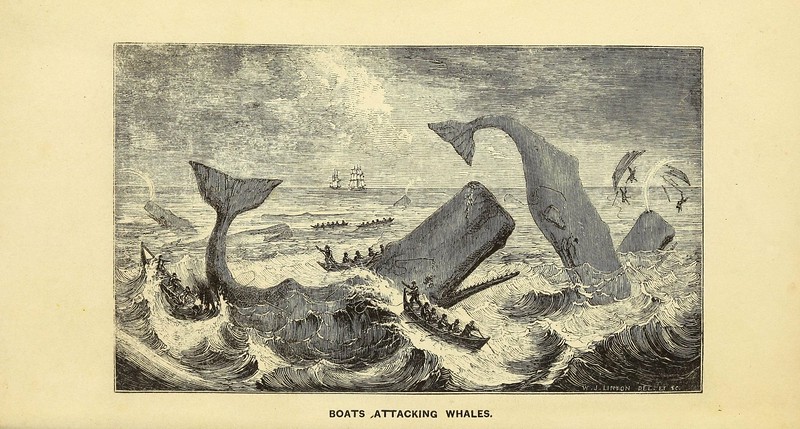 Sperm whale