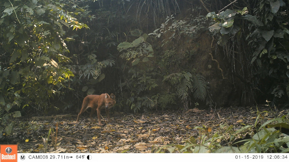 Dhole