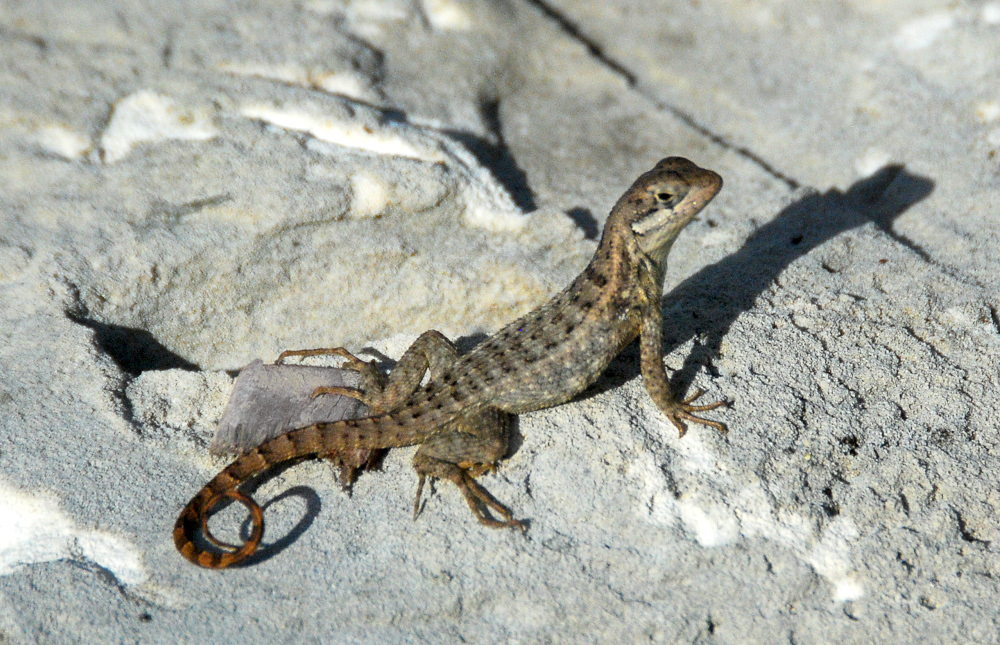 Northern curly-tailed lizard