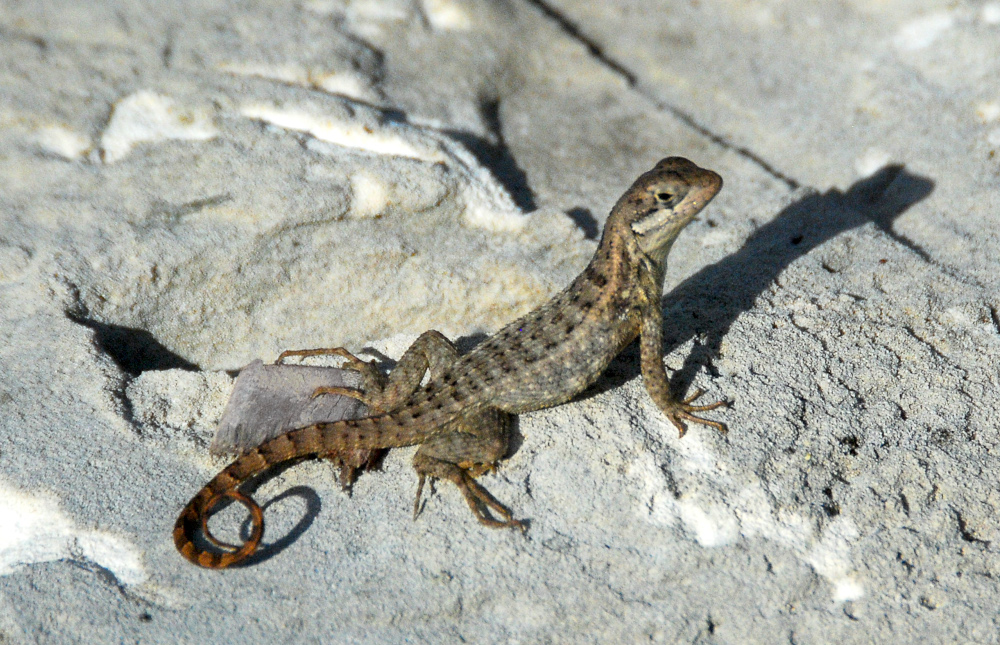 lizard external anatomy