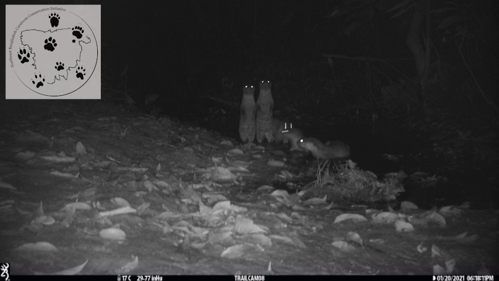 Small-clawed otter