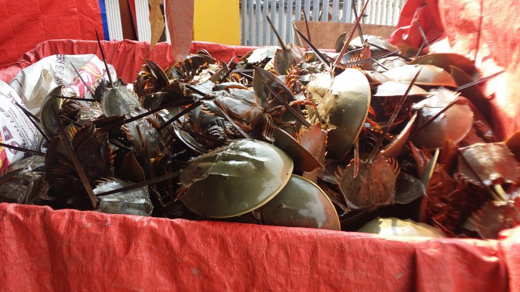 horseshoe crabs