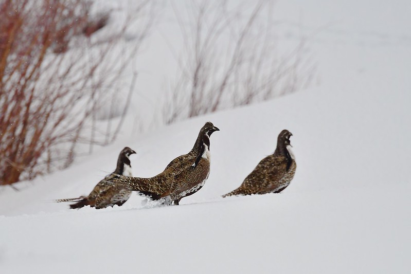 three grouse in snow