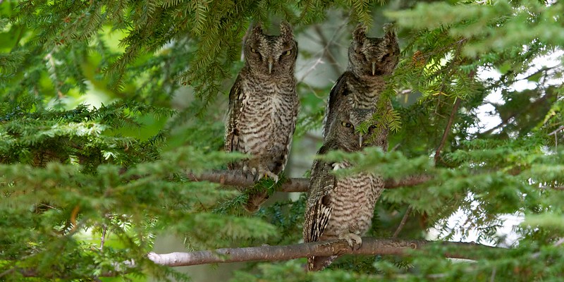 owls in tree