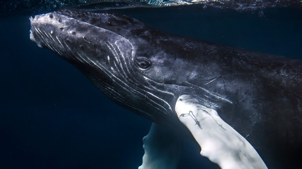 Humpback whale