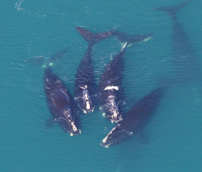 North Atlantic right whales