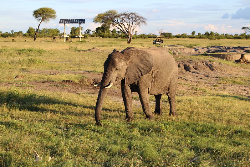 Zimbabwe elephant