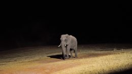 Zimbabwe elephant