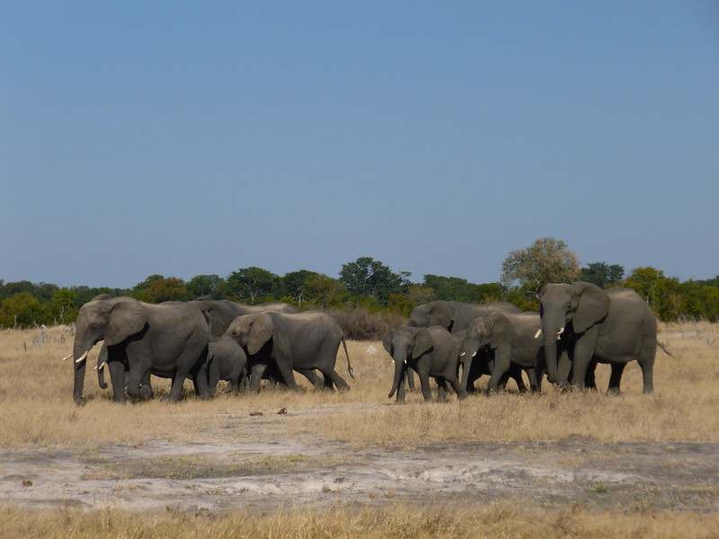 Zimbabwe elephants