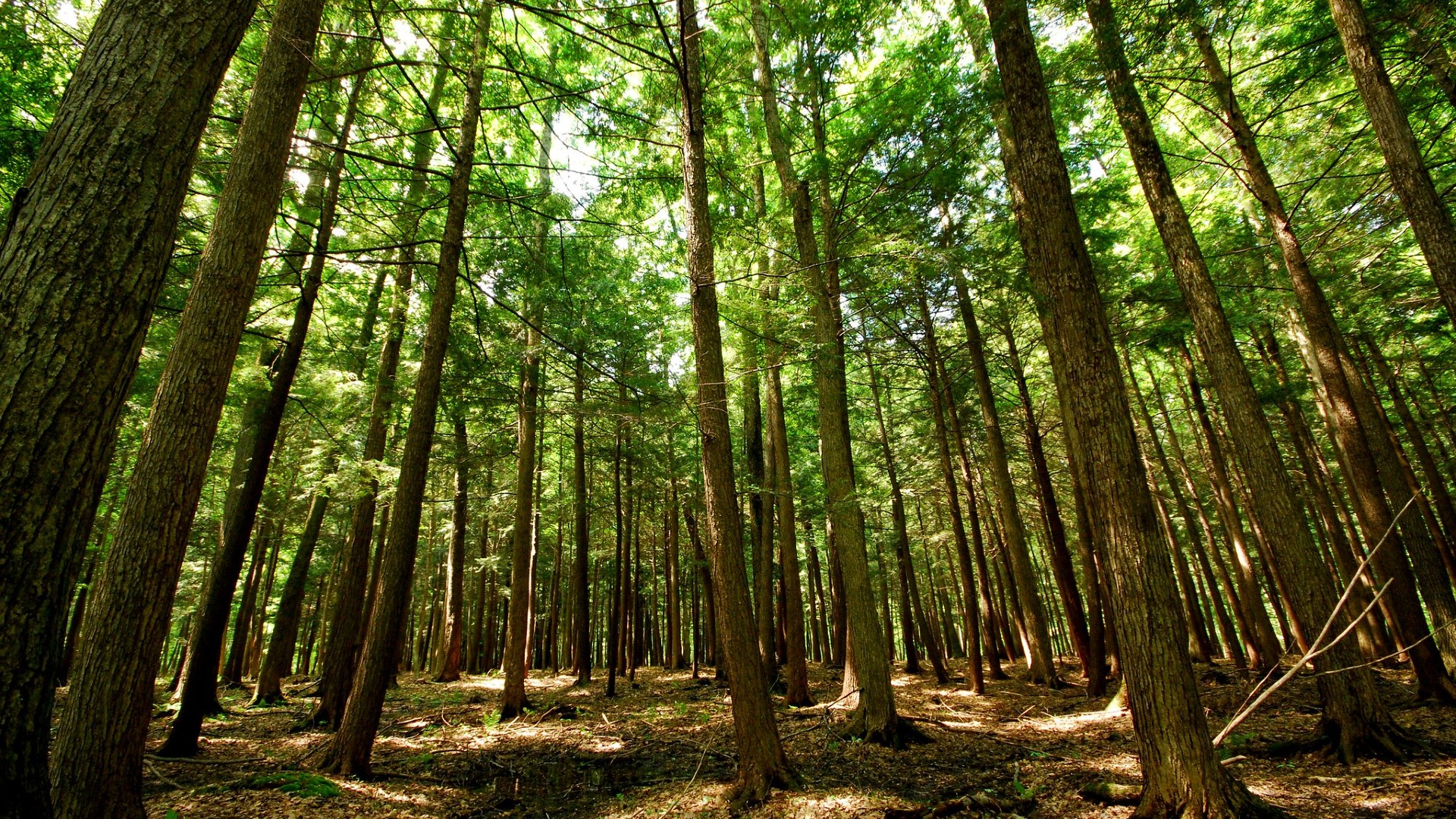 Лес 0. Forest Hemlock. Eastern Forest. Forestry каштан. OOO Eastern Forest.