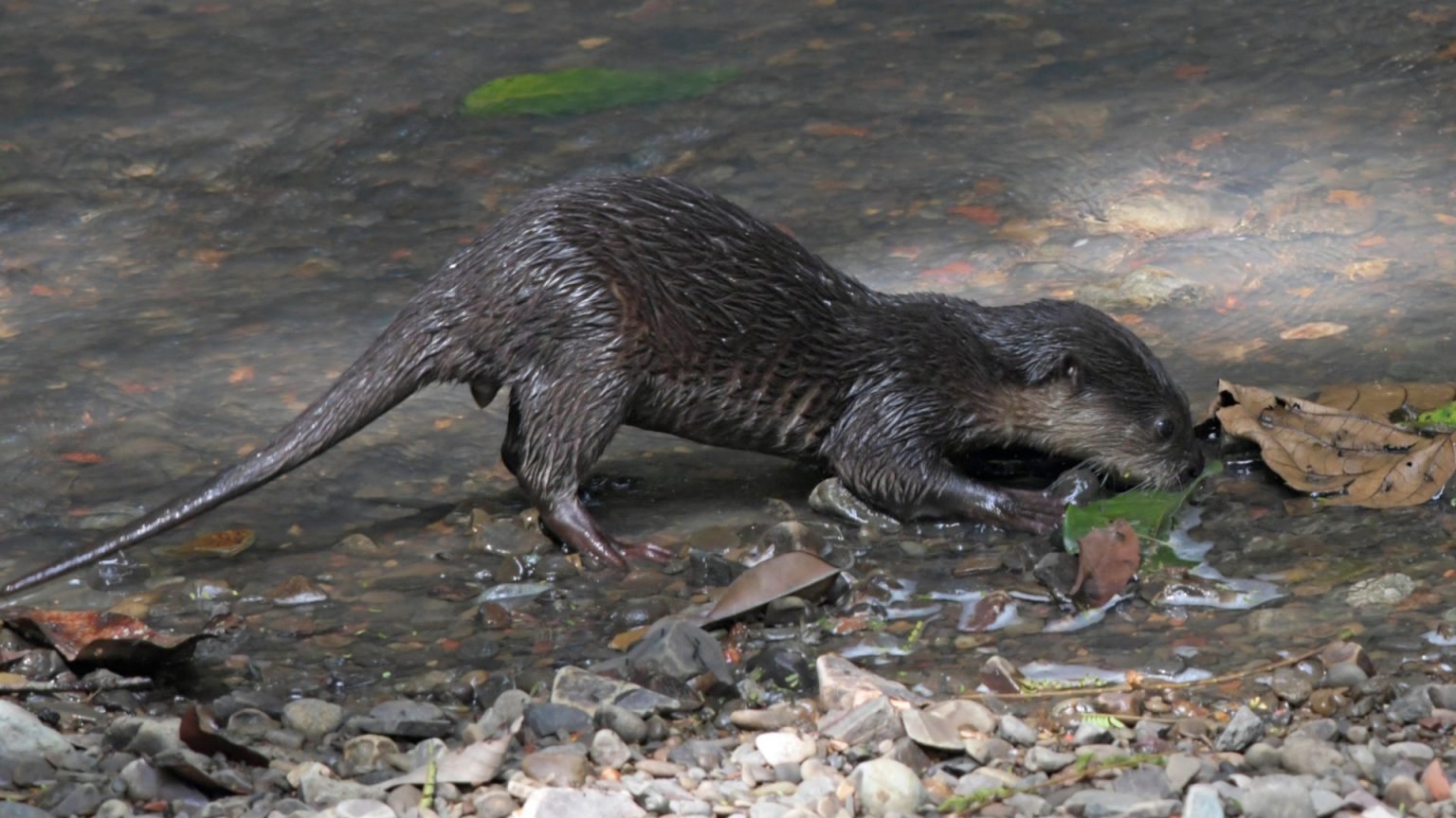 Species Spotlight The Asian Small Clawed Otter A Victim Of The Pet   Small Clawed Otter Vandermuelen 1536x864 