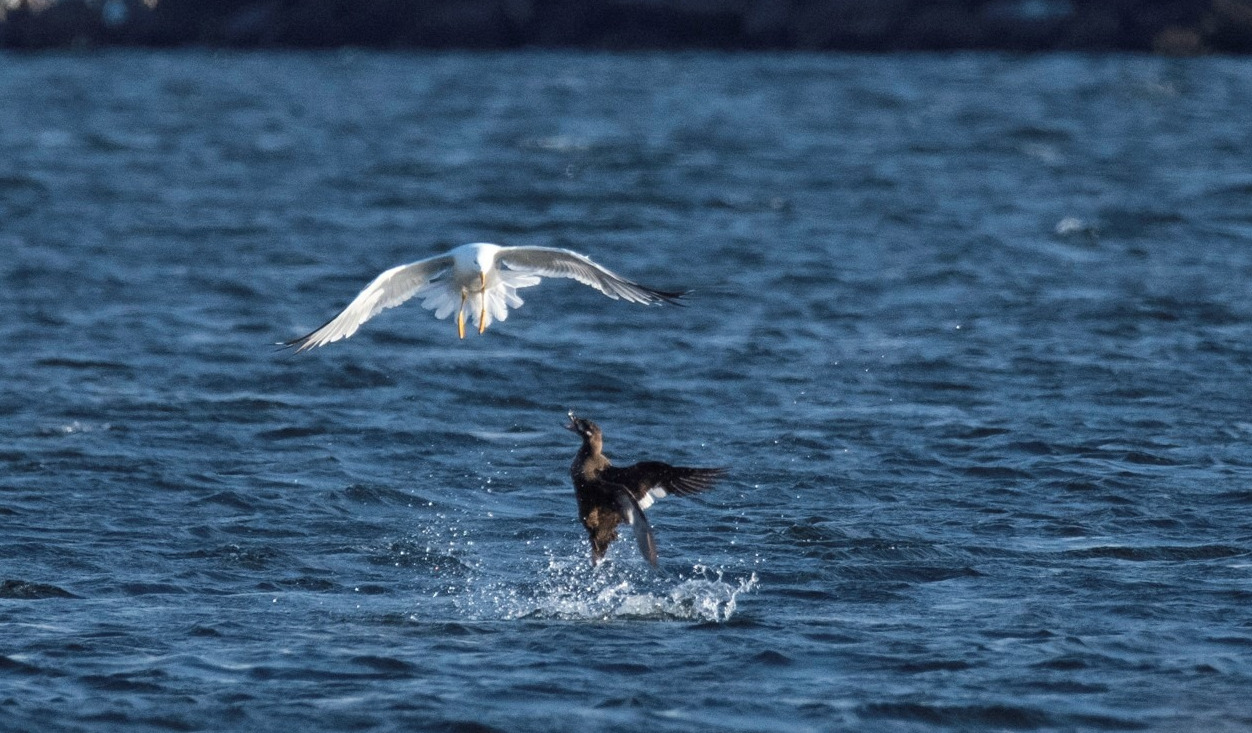 scoter vs gull