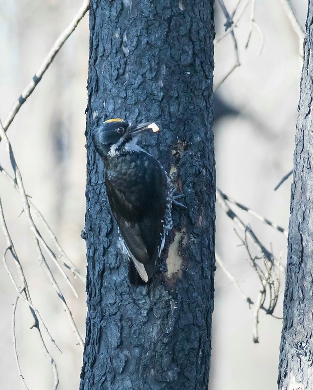 woodpecker in tree