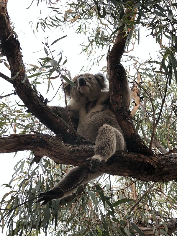 Koala in tree