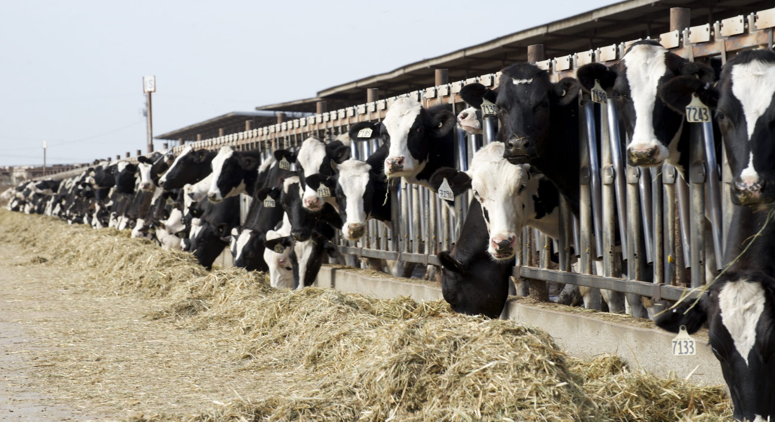 Feedlot cattle eating