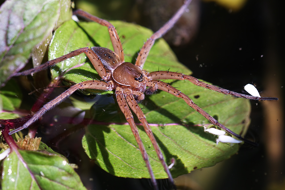 Dolomedes plantarius