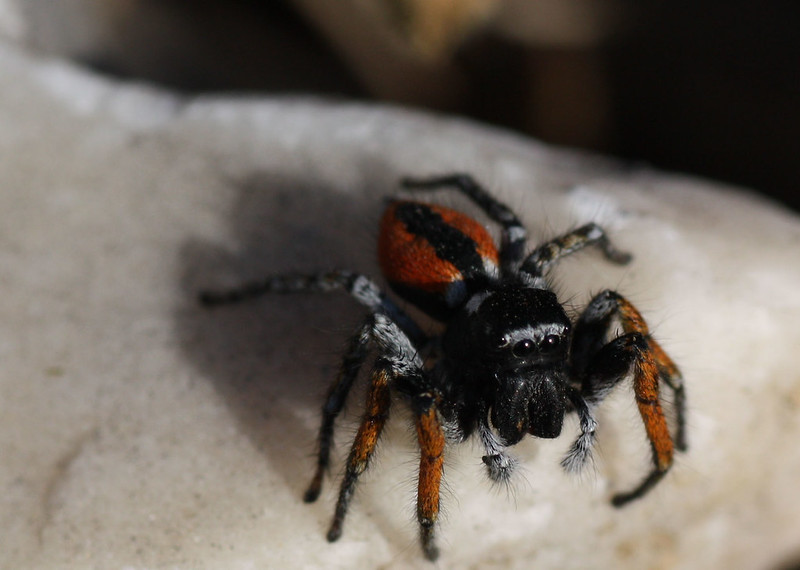 Red and Black Spider  Biodiversity of the Western Volcanic Plains