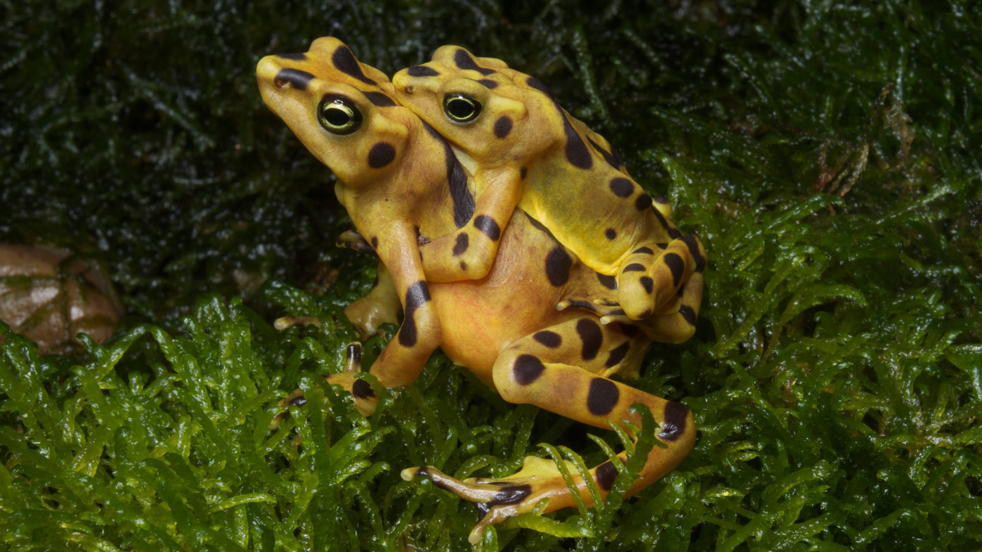 baby panamanian golden frog