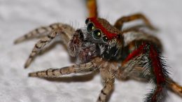 New study reveals that tree species diversity increases spider