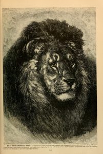 Barbary lion